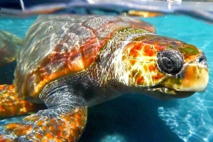Turtle Experience in Sal island - Photo 1 of 4